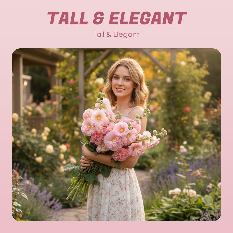 🌸 Multi-season flowering hollyhock seeds🌸100 Seeds