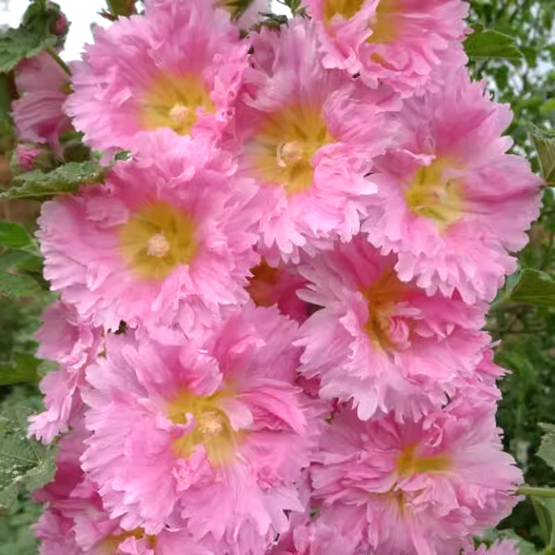 🌸 Multi-season flowering hollyhock seeds🌸100 Seeds