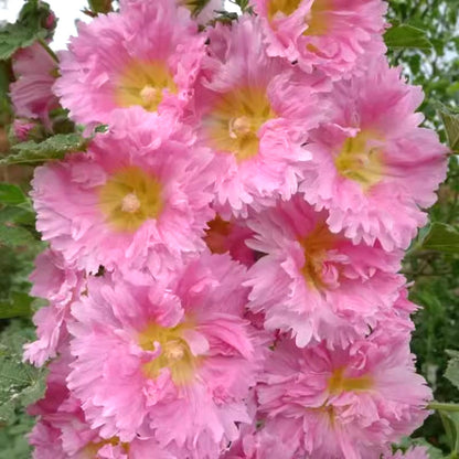 🌸 Multi-season flowering hollyhock seeds🌸100 Seeds