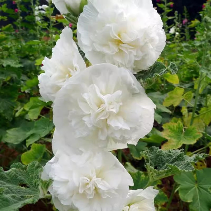 🌸 Multi-season flowering hollyhock seeds🌸100 Seeds