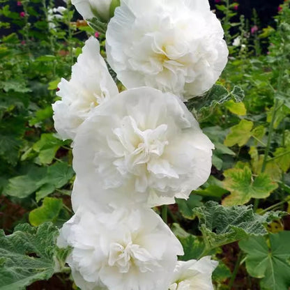 🌸 Multi-season flowering hollyhock seeds🌸100 Seeds