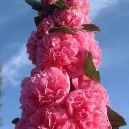 🌸 Multi-season flowering hollyhock seeds🌸100 Seeds