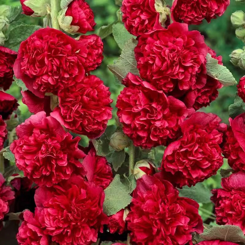 🌸 Multi-season flowering hollyhock seeds🌸100 Seeds