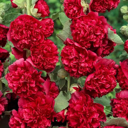 🌸 Multi-season flowering hollyhock seeds🌸100 Seeds