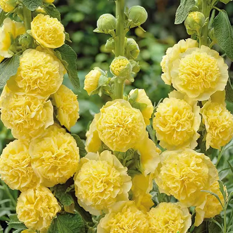 🌸 Multi-season flowering hollyhock seeds🌸100 Seeds