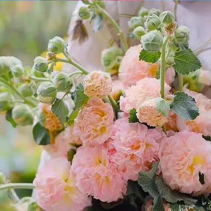 🌸 Multi-season flowering hollyhock seeds🌸100 Seeds